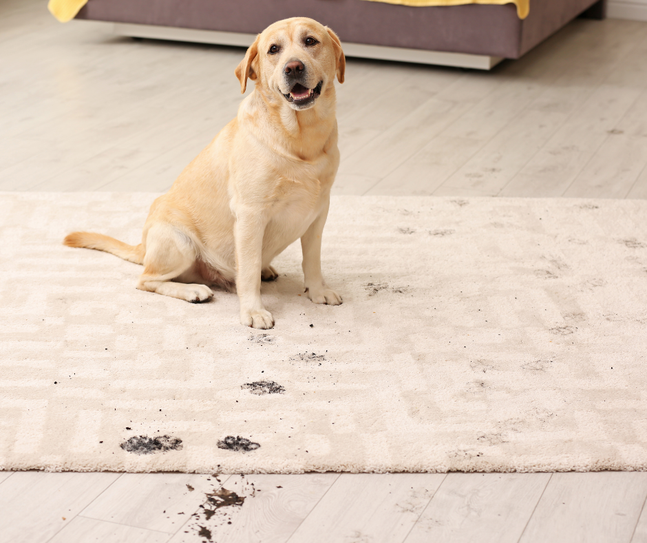 Fur Muddy Paw Prints Smells Cleaning for Pet Owners Made Simple