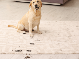 Cleaning for Pet Owners Made Simple